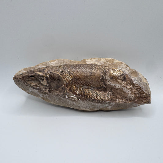 Fossile ancien « poisson osseux » - origine Brésil