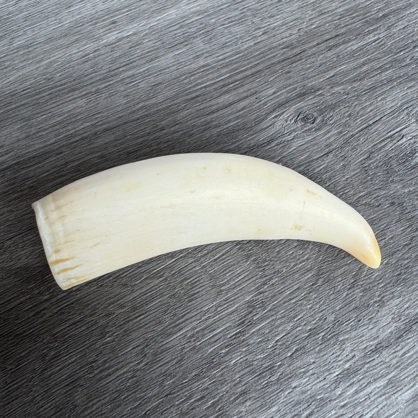 Curiosité ancienne - Dent de cachalot - souvenir de marin