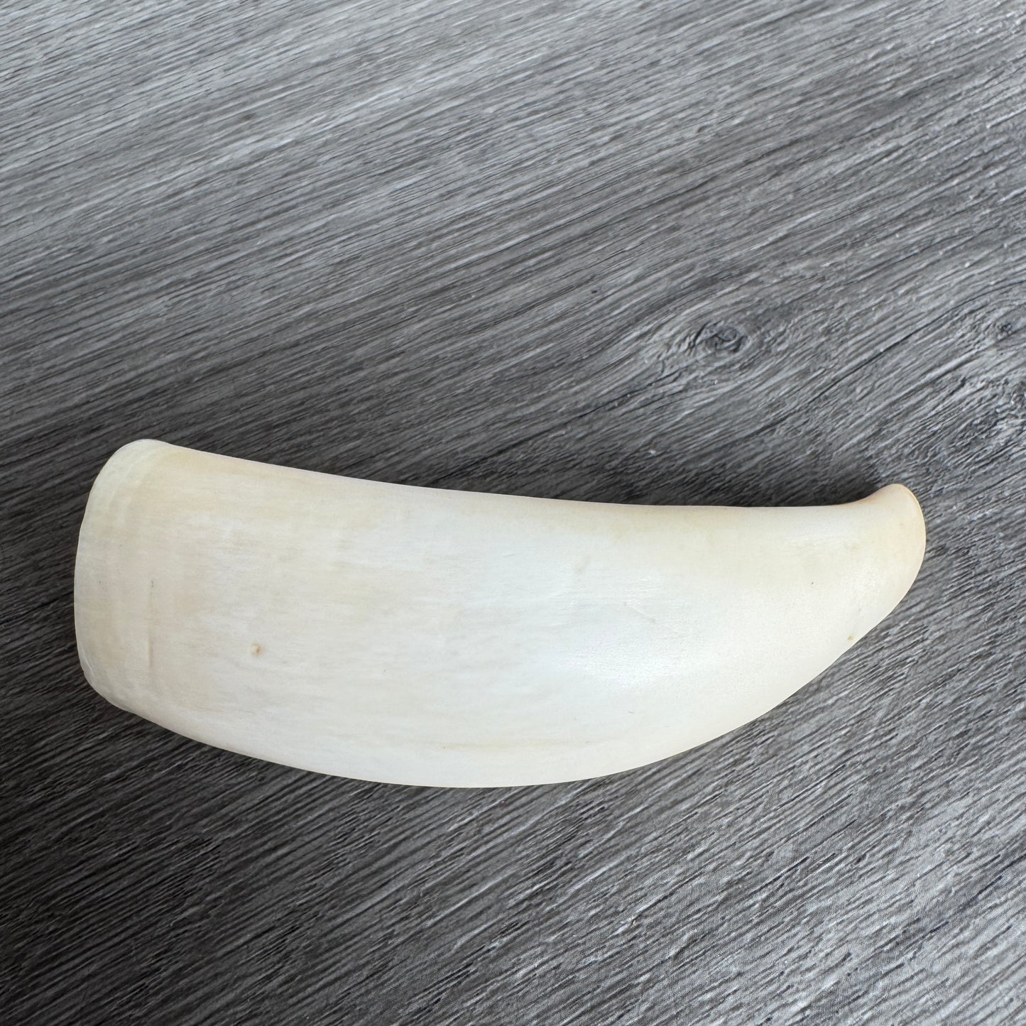 Curiosité ancienne - Dent de cachalot - souvenir de marin