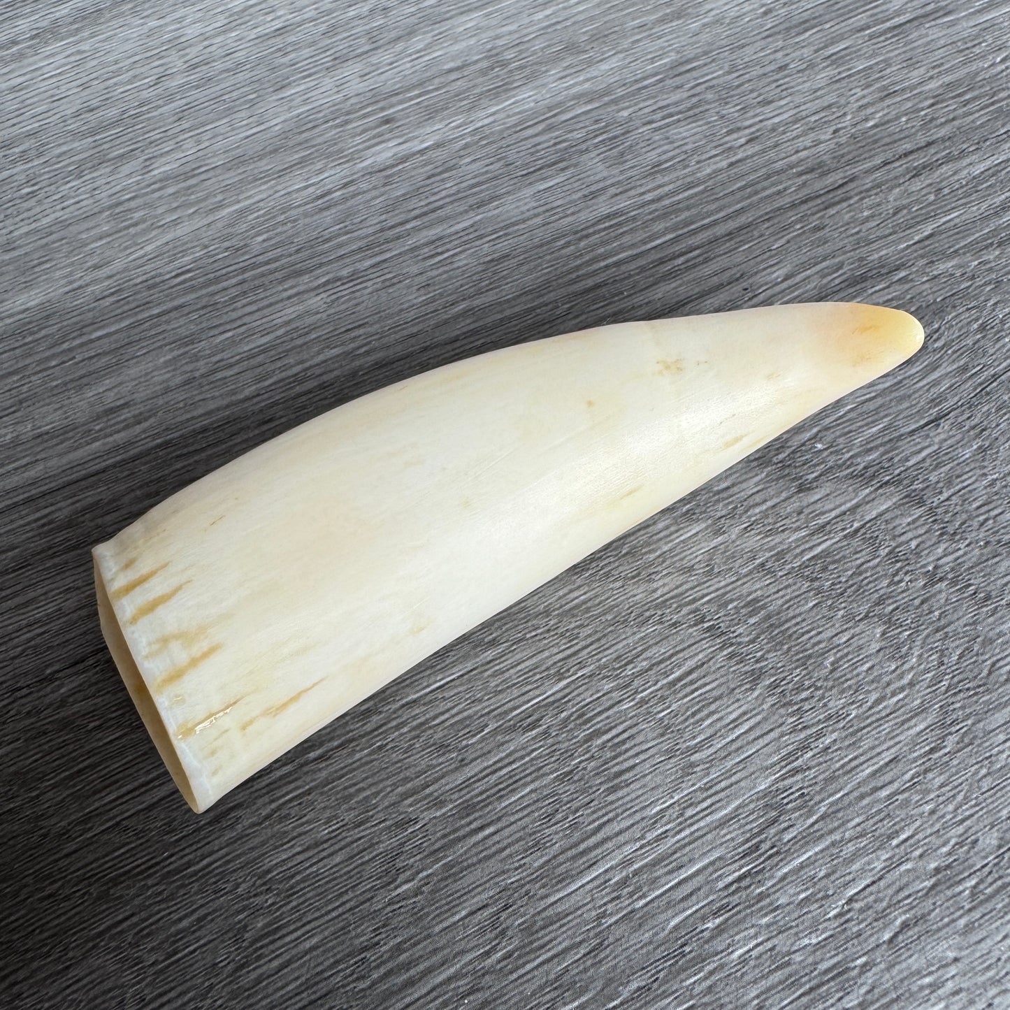 Curiosité ancienne - Dent de cachalot - souvenir de marin