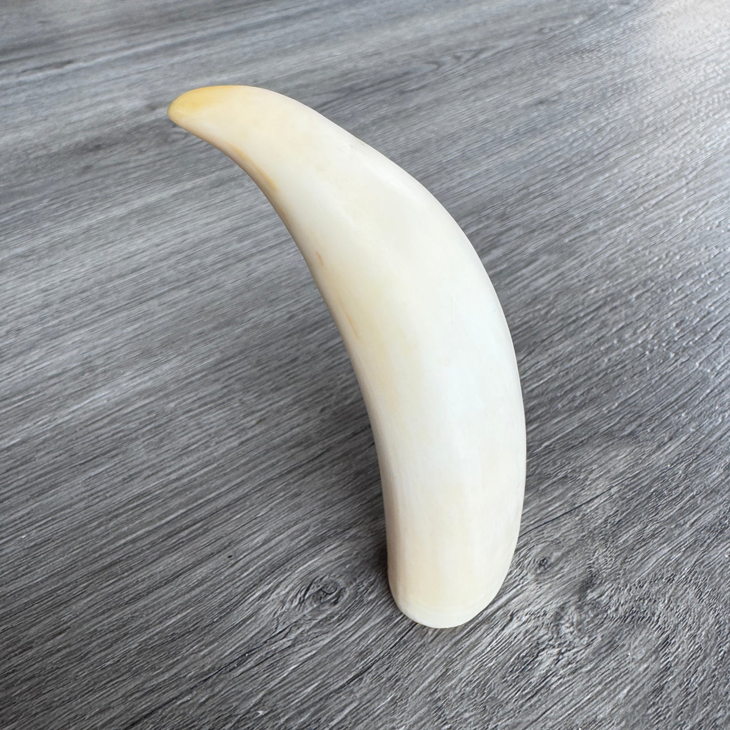 Curiosité ancienne - Dent de cachalot - souvenir de marin