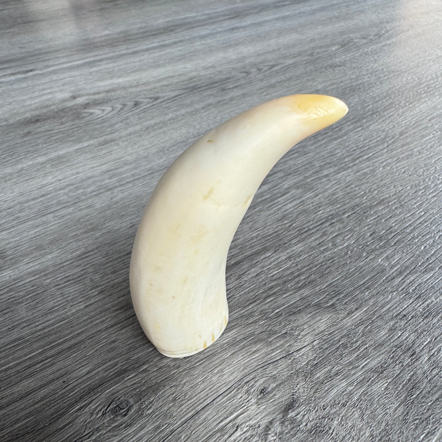 Curiosité ancienne - Dent de cachalot - souvenir de marin