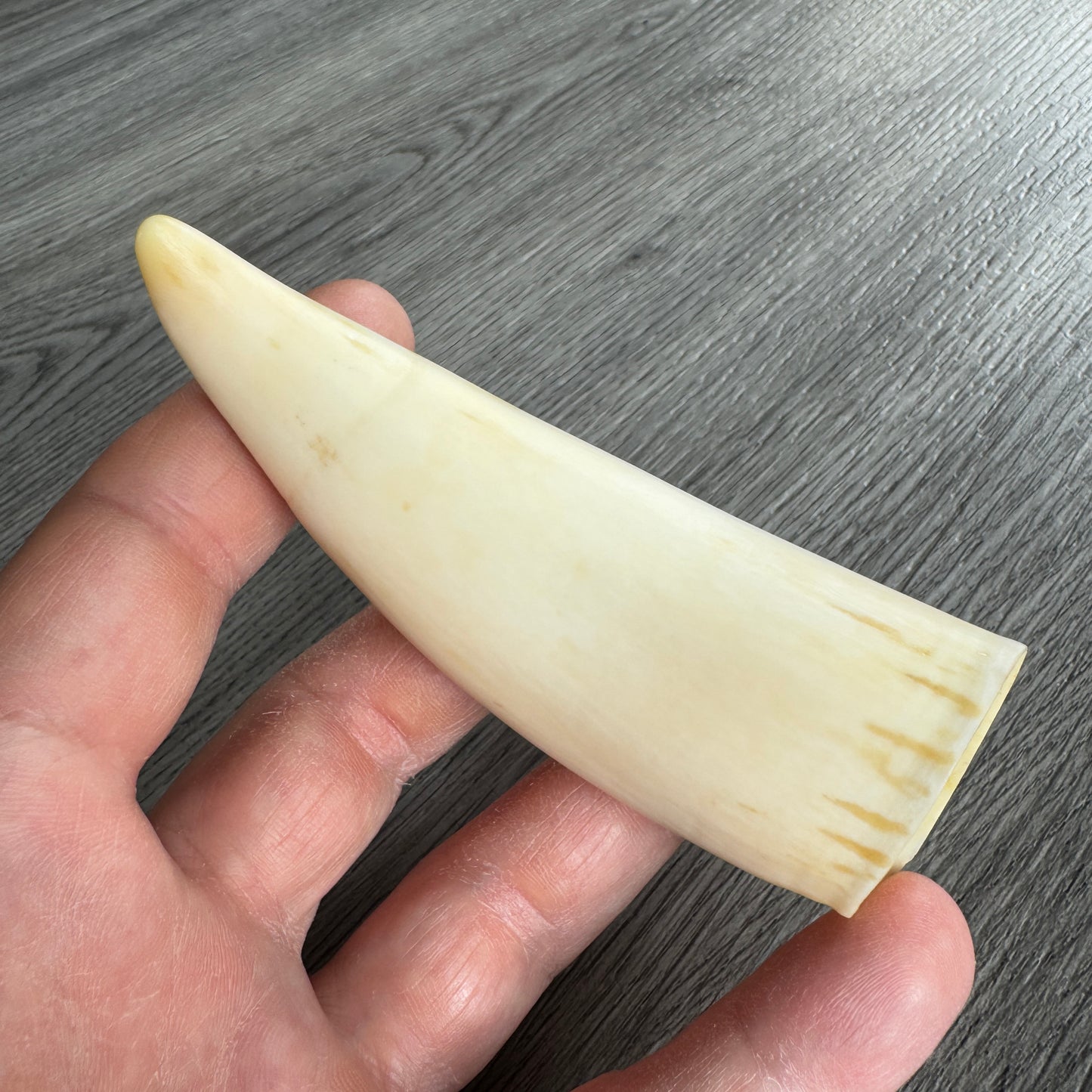 Curiosité ancienne - Dent de cachalot - souvenir de marin